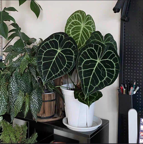 克莱恩花烛室内绿植桌面办公盆栽好养易活四季开花绿植色植物 - 图2