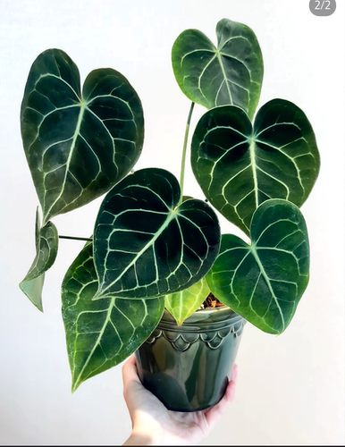 克莱恩花烛室内绿植桌面办公盆栽好养易活四季开花绿植色植物 - 图1