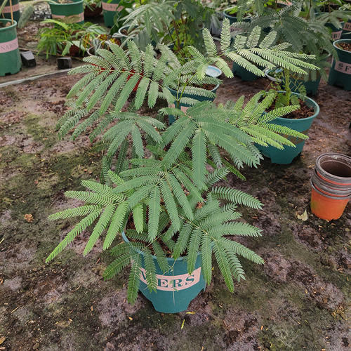 密叶猴耳环南洋杉盆栽室内绿植桌面办公盆栽好养易活四季开花绿 - 图0