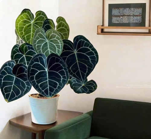 克莱恩花烛室内绿植桌面办公盆栽好养易活四季开花绿植色植物 - 图3