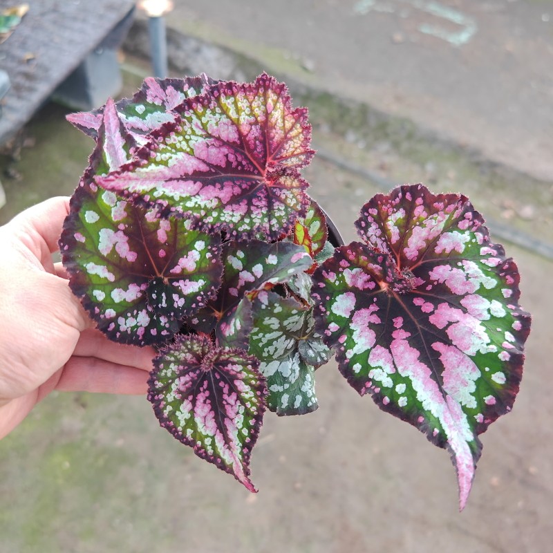 圣诞蜗牛秋海棠重彩合集圣尼克派对女孩热舞女鲜花绿植盆栽彩色,淘宝优惠券,粉丝福利购,淘宝优惠卷