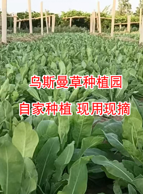 乌斯玛草汁草棒眉毛发际线通用