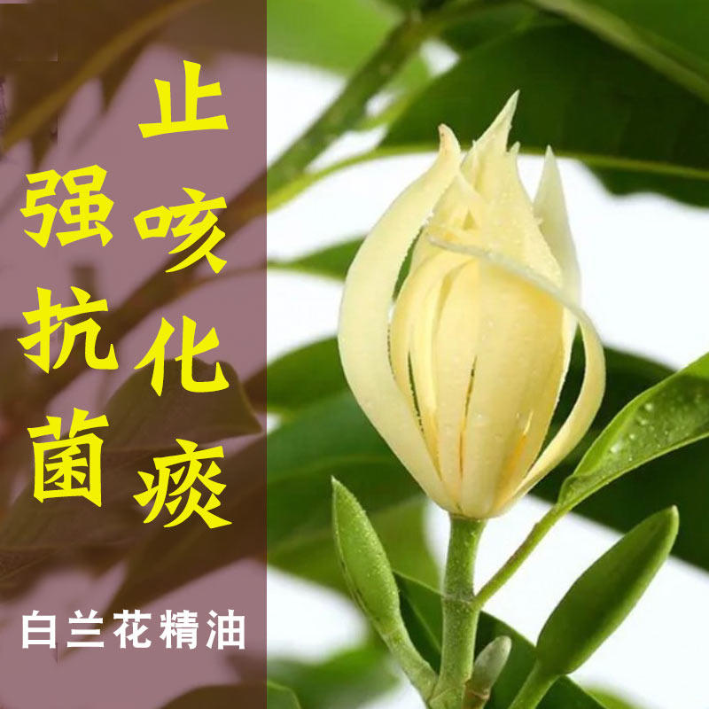 白兰花推荐品牌 新人首单立减十元 21年6月 淘宝海外