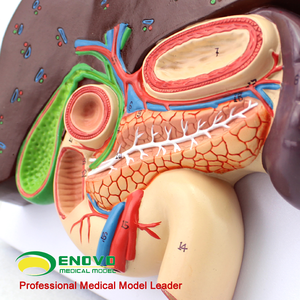 ENOVO颐诺人体肝胆胰十二指肠胃结构模型肝胆脾胰解剖切面模型消-图3