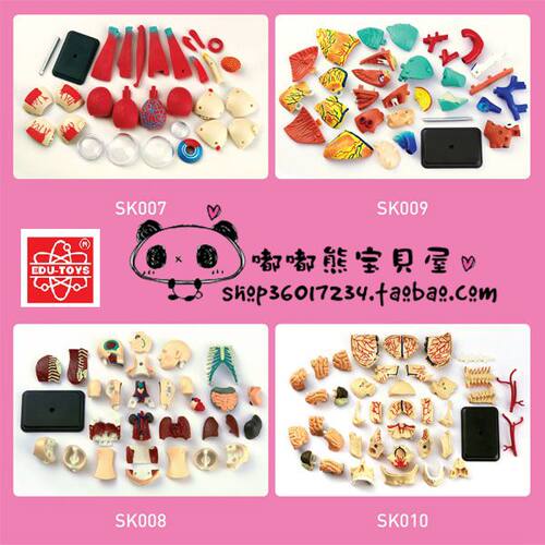 香港EDU幼教早教儿童玩具眼球头颅心脏人体拼装模型4合1解剖模型 - 图0