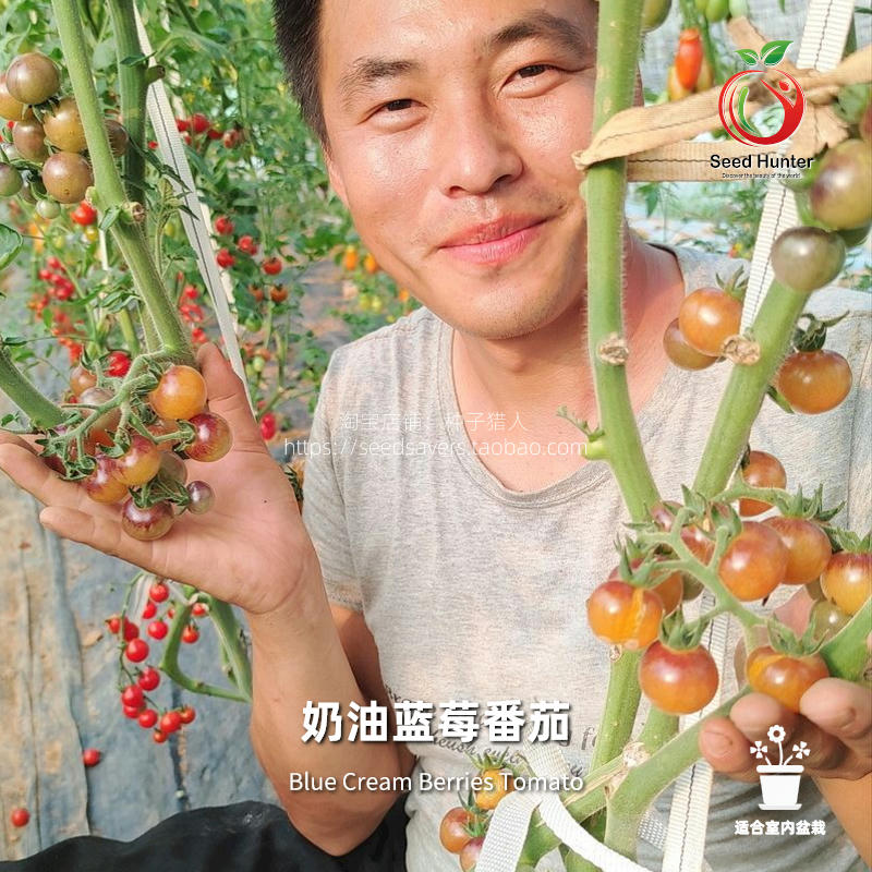 种子猎人奶油蓝莓番茄种子传家宝拯救者四季阳台盆栽西红柿小菜园 - 图0