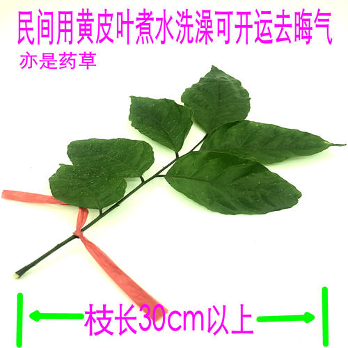 黄皮果树叶 新鲜野生黄皮叶月子洗澡 开运转运 去晦气 现摘发货 - 图1