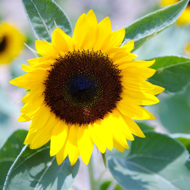 矮向日葵春季种子 花草秋季 四季可播易种盆栽花卉花籽 一袋15粒 - 图0