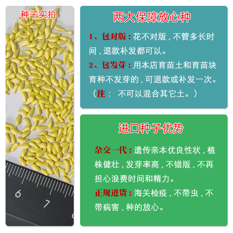 进口勋章菊种子春季易种秋季播花园室内阳台盆栽花草花卉种子花籽 - 图1