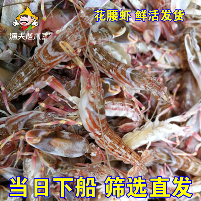 渤海湾海鲜鲜活嘎嘣虾嘎巴虾花腰虾夹板虾大花虾鼓虾狗虾500G - 图2