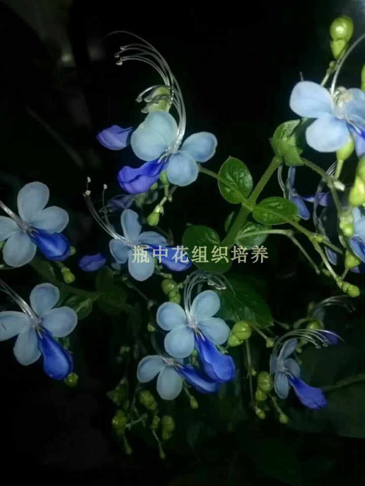 粉蝴蝶蓝蝴蝶花苗草本蝴蝶兰开花似群蝶飞舞花姿优雅 营养钵小苗 - 图0