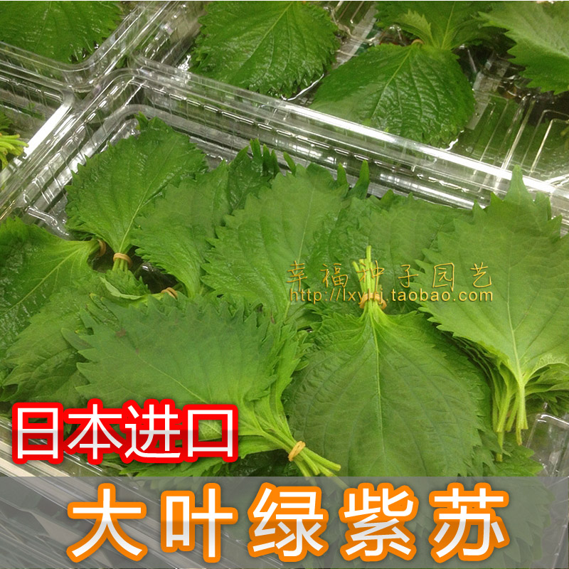 【日本大叶绿紫苏种子】绿苏子叶 家庭阳台种植 食用香药草种子 - 图0