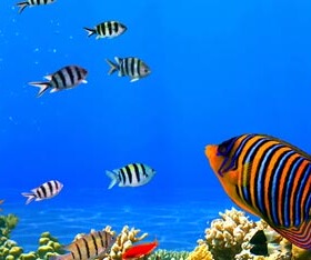 热带鱼图片防水贴纸海报