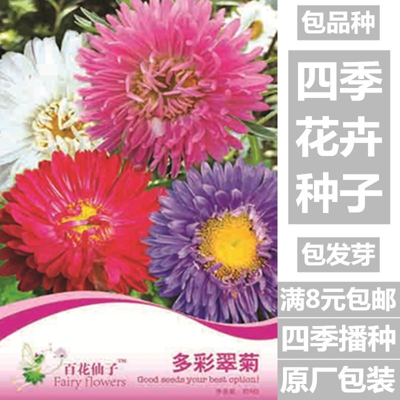 翠菊四季种易活种籽花种子冬天种花卉种子冬季室外开花不断花籽 沭瑞农业园艺用品店 淘优券