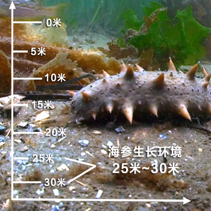 大连芝润堂即食海参500g纯野生原产地 正宗海渗辽刺参特产辽剌参 - 图1