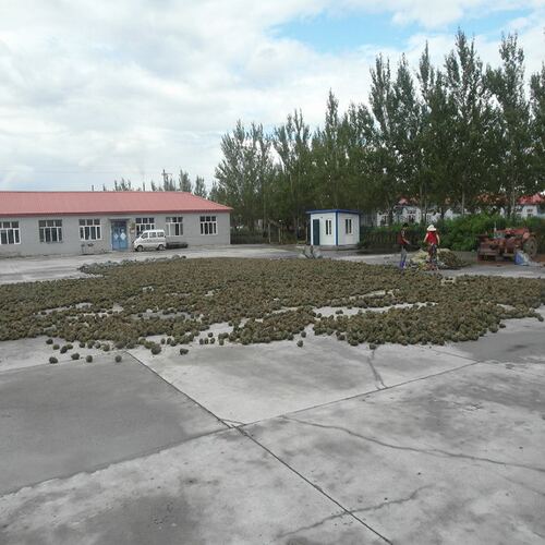 【新货】干品红松塔 大松塔带松子的松果圣诞果 黑龙江省产地直销 - 图0