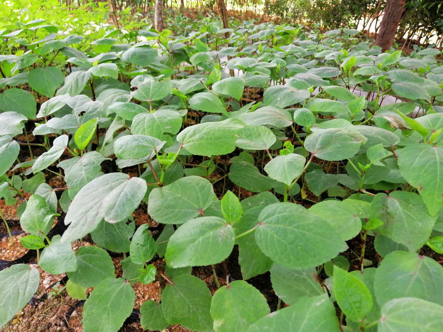 玫瑰茄苗、洛神花苗、红桃K苗、带花带育苗袋泥土发货-图0