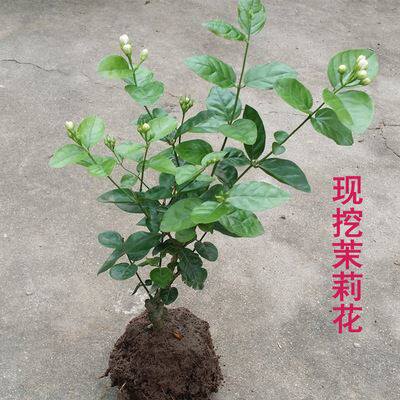 香花茉莉花苗、花型变化无穷 - 图2