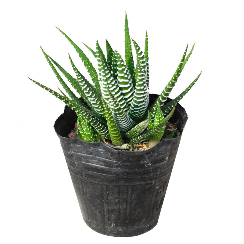 条纹十二卷多肉植物室内外盆栽肉肉办公室桌面防辐射绿植花卉芦荟,淘宝优惠券,粉丝福利购,淘宝优惠卷