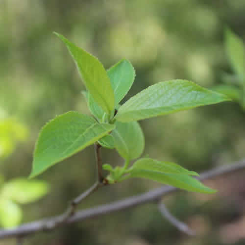 张家界特产野生杜仲嫩芽茶袋泡茶杜仲叶嫩叶春芽雄花正品一盒25袋-图0