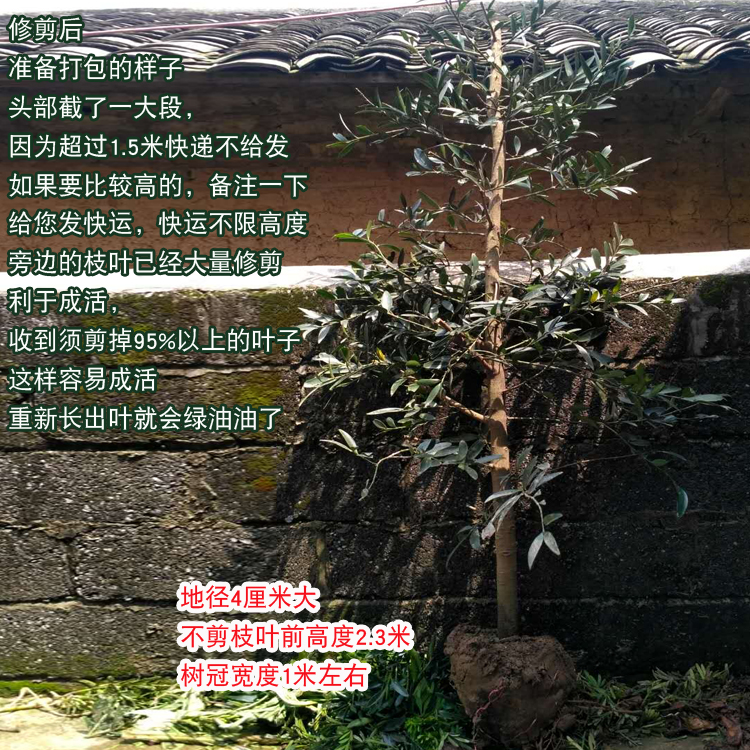 竹柏树苗大苗庭院驱蚊绿化老桩苗木耐阴好养四季常青阳台盆栽绿植,淘宝优惠券,粉丝福利购,淘宝优惠卷