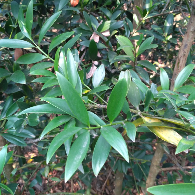 竹柏树苗大苗庭院驱蚊绿化老桩苗木耐阴好养四季常青阳台盆栽绿植,淘宝优惠券,粉丝福利购,淘宝优惠卷