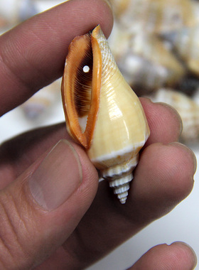 天然贝壳，已打孔，可做吊坠挂饰