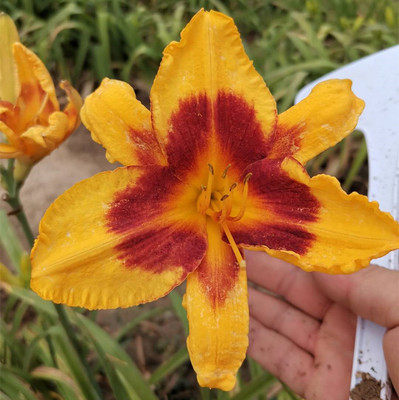 新品多花色欧洲进口大花萱草多年生耐寒宿根植物裸根盆栽地栽耐热 - 图3