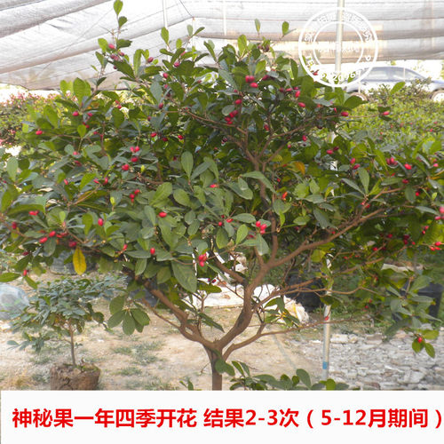 神秘果树苗四季种植盆栽地栽果树苗带土带叶淘宝15年老店 - 图0