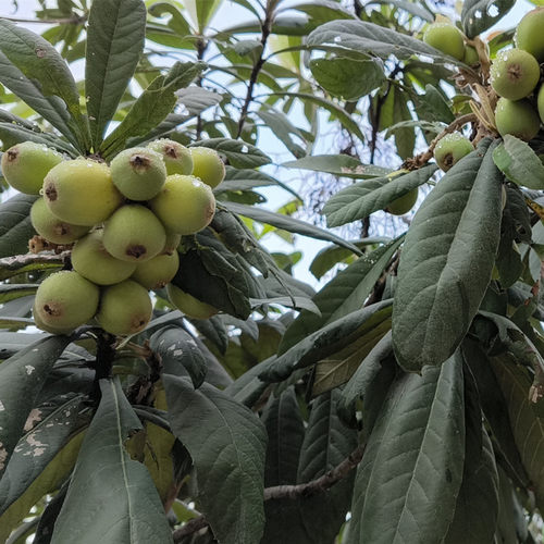 枇杷树苗五星大果枇杷果树苗嫁接南北种植带土带叶东莞15年老店 - 图3