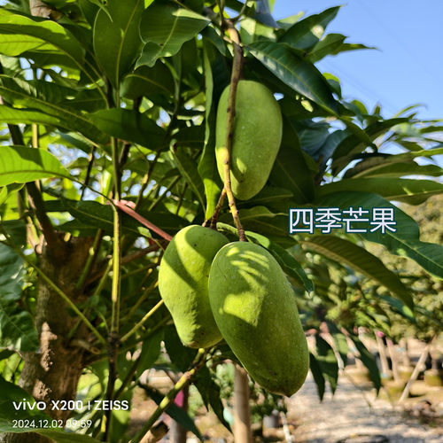 四季芒果苗红芒芒果树香蜜味肉香浓甜盆栽地种东莞15年淘宝老店 - 图3