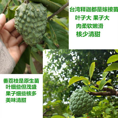 台湾凤梨释迦苗佛头果树苗释迦树带土带叶15年淘宝老店 - 图1