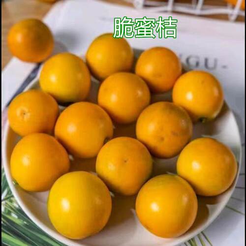 砂糖橘树苗甜桔沙糖桔苗无核清甜沃柑树苗东莞15年淘宝老店 - 图2