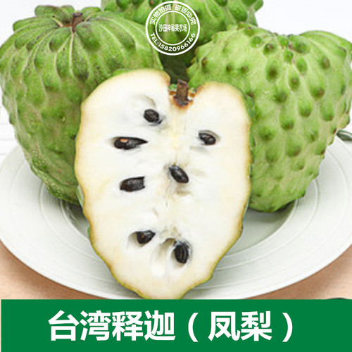 台湾凤梨释迦苗佛头果树苗释迦树带土带叶15年淘宝老店 - 图0