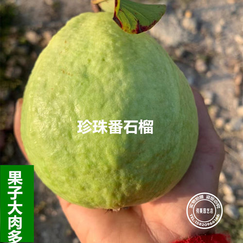 番石榴树果苗珍珠白心树苗南方种植盆栽地栽四季当年果树15年店 - 图0