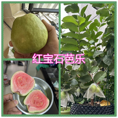 台湾红宝石芭乐西瓜芭乐番石榴树苗红心番石四季结果15年淘宝老店 - 图0