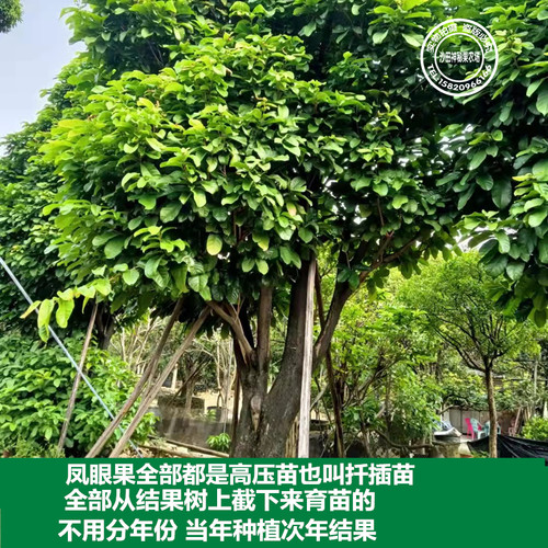 富贵子树苗凤眼果树苗苹婆果树苗频婆果树苗连盆叶土15年淘宝老店 - 图3