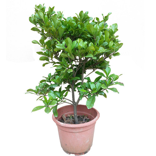 神秘果树苗四季种植盆栽地栽果树苗带土带叶淘宝15年老店 - 图3