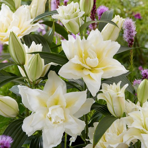 乔乔花屋 百合花种球重瓣香水多个品种系列经典款新款 3粒装现货 - 图1