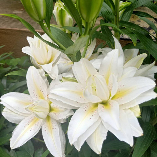 乔乔花屋 荷兰进口香水百合花种球西塔重瓣矮化 3粒装现货 - 图1