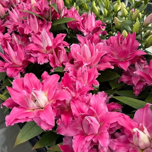 乔乔花屋 荷兰进口百合花种球香水重瓣系列新款 3粒装现货 - 图2