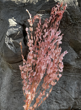 永生细叶尤加利干花diy材料永生花家居婚礼装饰软装花艺插花配草