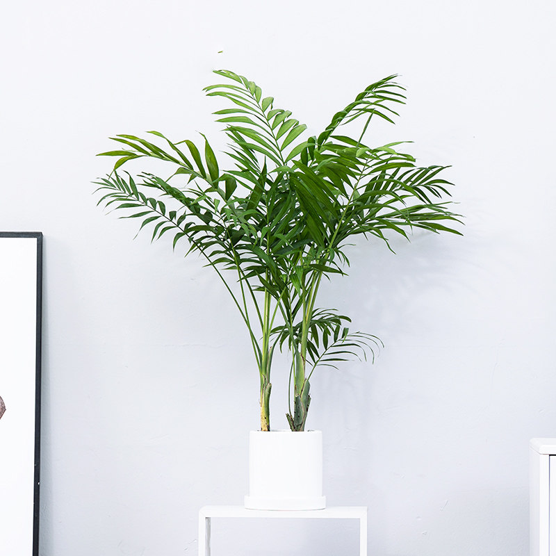 袖珍椰子散尾葵绿植盆栽盆栽室内客厅大型绿植花卉净化空气吸甲醛,淘宝优惠券,粉丝福利购,淘宝优惠卷