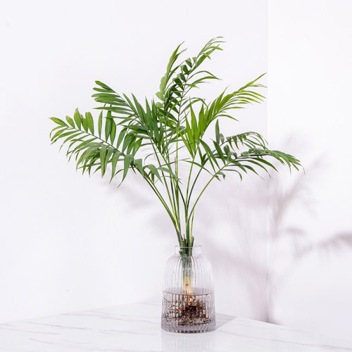 水培袖珍椰子散尾葵绿植盆栽室内客厅大型绿植花卉净化空气除甲醛 - 图3