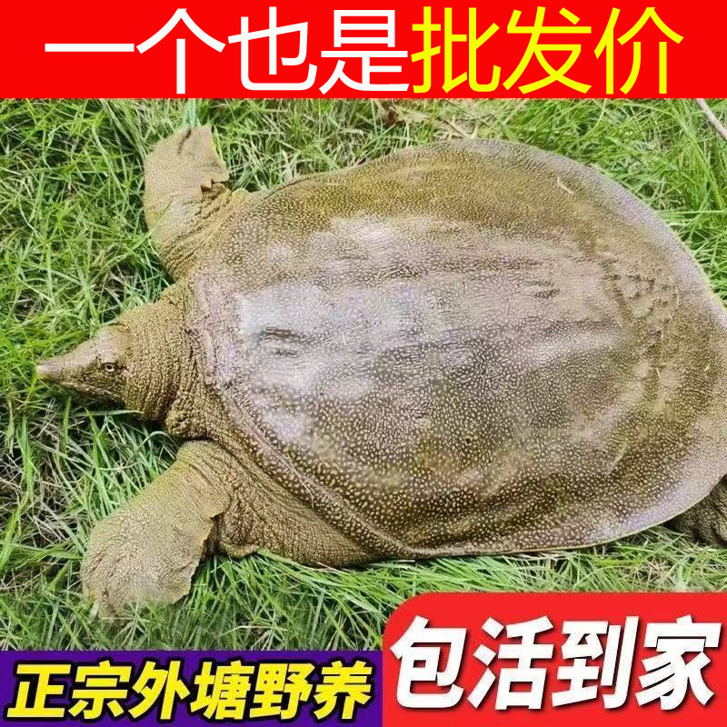 【外塘青黄色鲜活大甲鱼活体】中华鳖团鱼王八食用公母甲鱼现杀好,淘宝优惠券,粉丝福利购,淘宝优惠卷