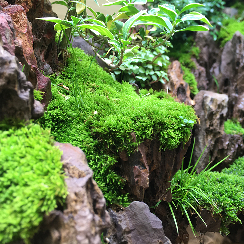 短绒青苔鲜活苔藓植物微景观盆景假山盆栽雨林水陆缸铺面大小灰藓-图1