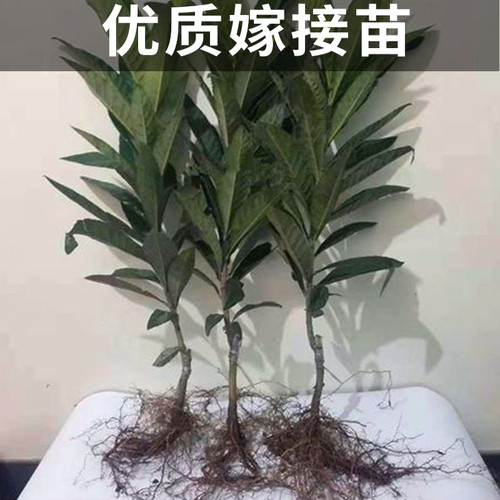 大五星枇杷苗树南北方种植耐寒果苗大果带土盆栽嫁接大树当年结果 - 图1