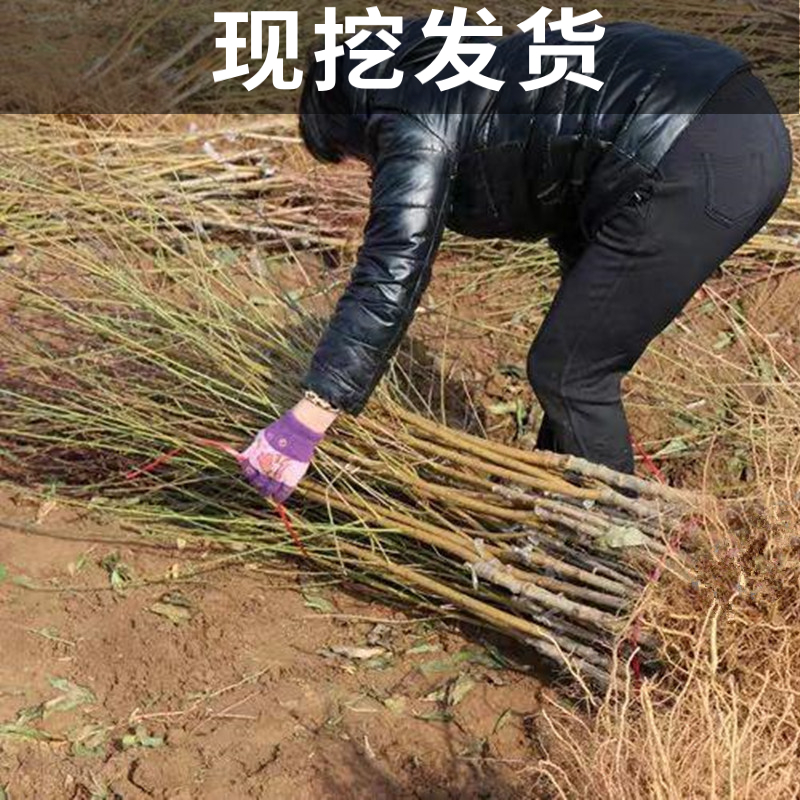 锦绣黄桃树苗南北方晚熟地栽特大果树盆栽嫁接脆桃树果苗当年结果-图1