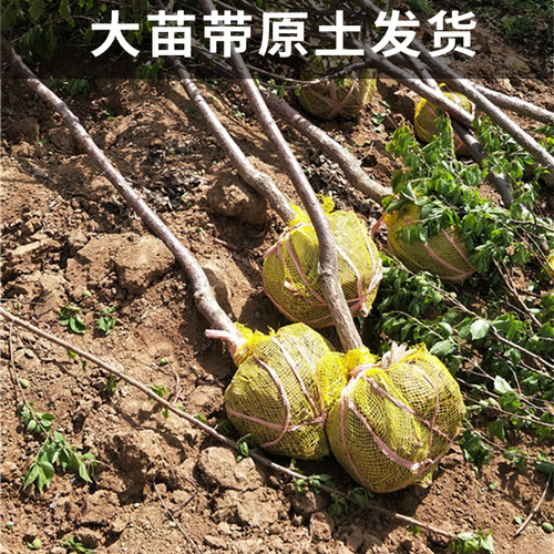 香白杏树果苗南北方种植耐寒特大号杏子盆栽嫁接早晚熟当年结果 - 图2
