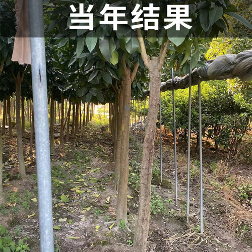 琯溪蜜柚白心柚子树苗南北方庭院地栽大树盆栽嫁接带原土当年结果-图2